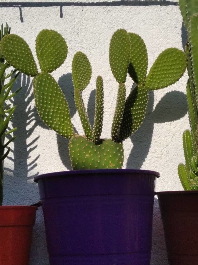 Nopal 28