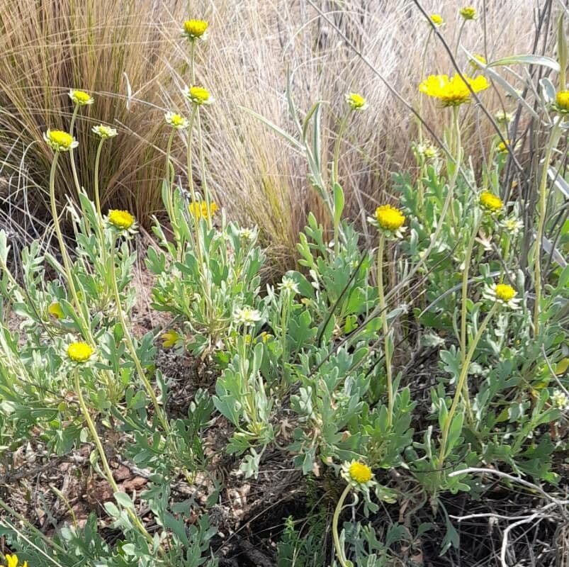 Gaillardia cabrerae 8