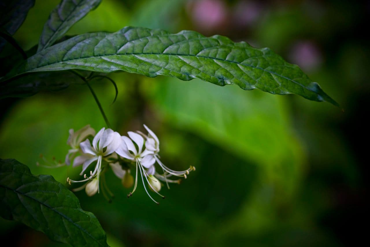 Chlerodendrum