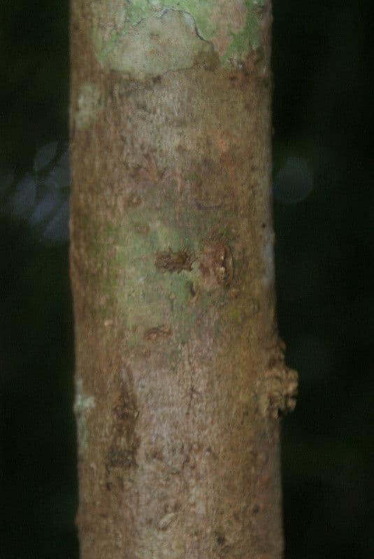 Syzygium 22