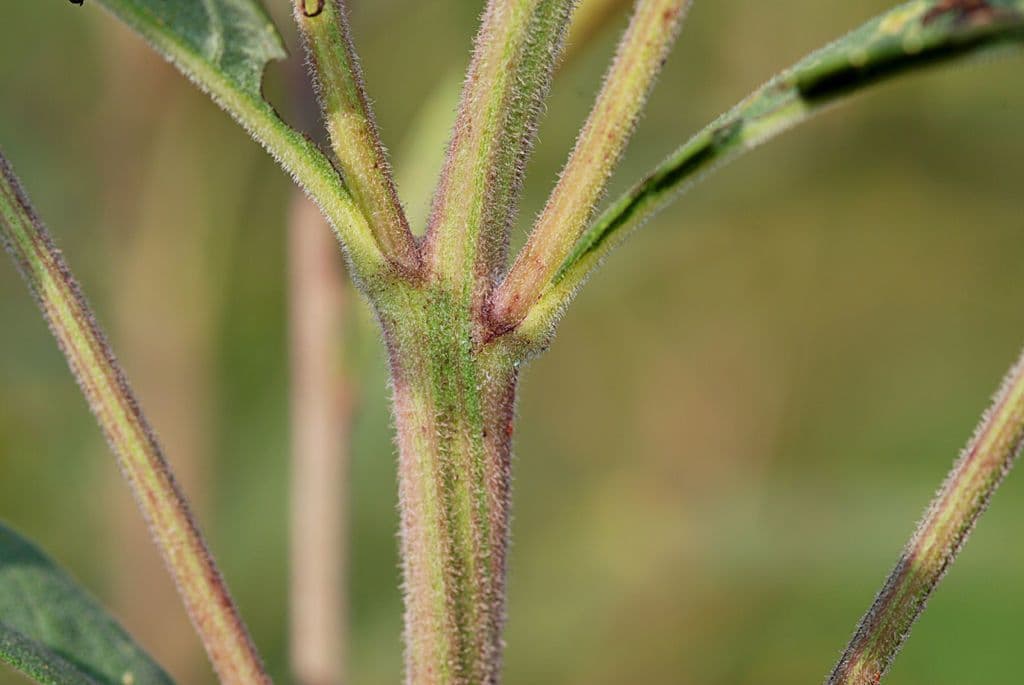 Vernonia di Baldwin 17