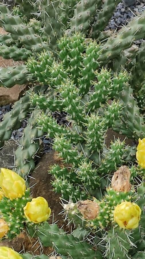 Whippels Cholla 6