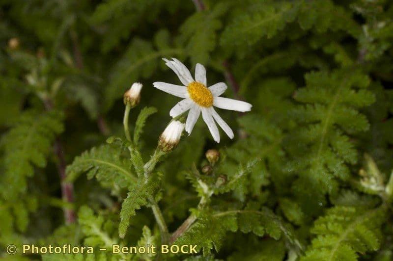 Argyranthemum 17