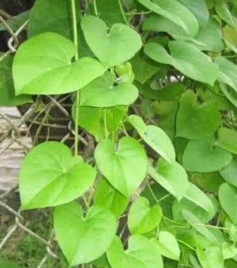 Tinospora 9