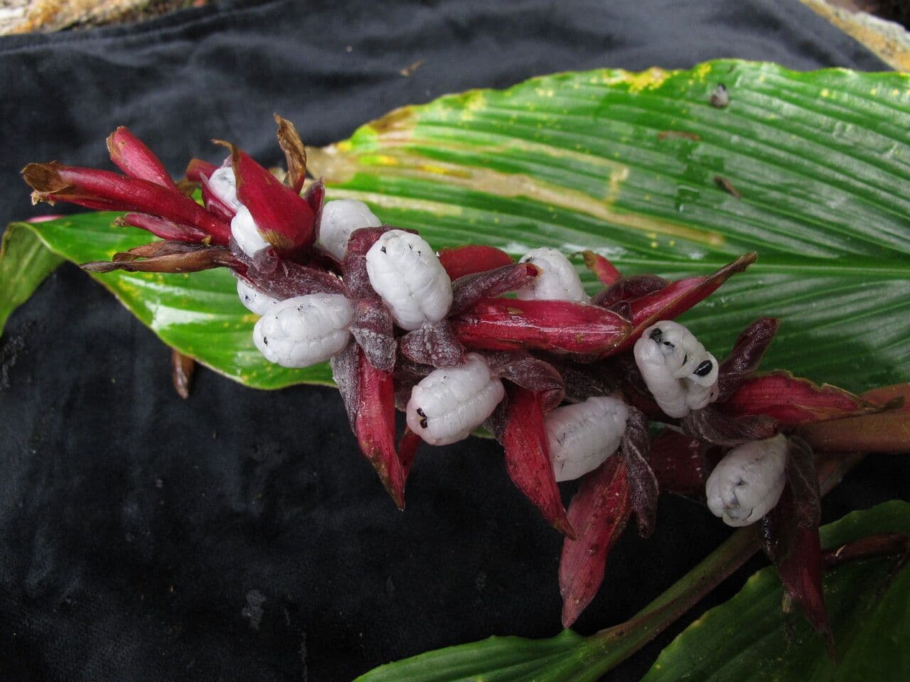 Cautleya 8