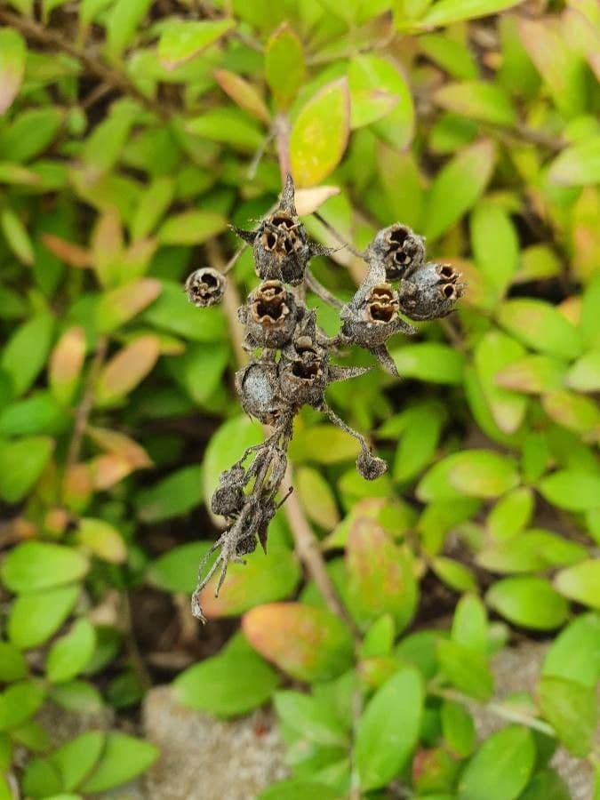 Gambelia