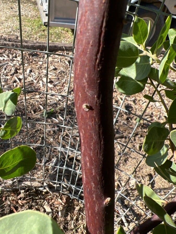 Manzanita 21