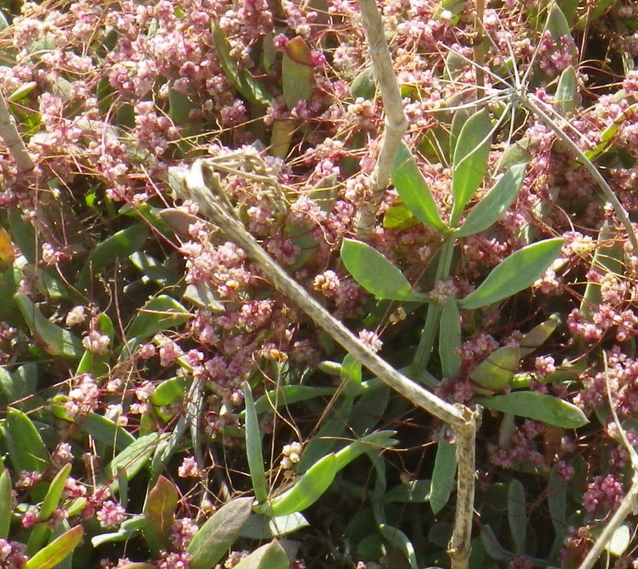 Cuscuta 7