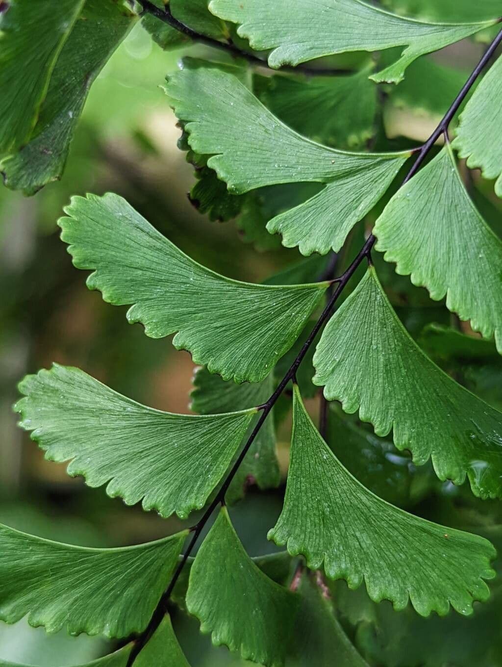 Helecho culantrillo 12