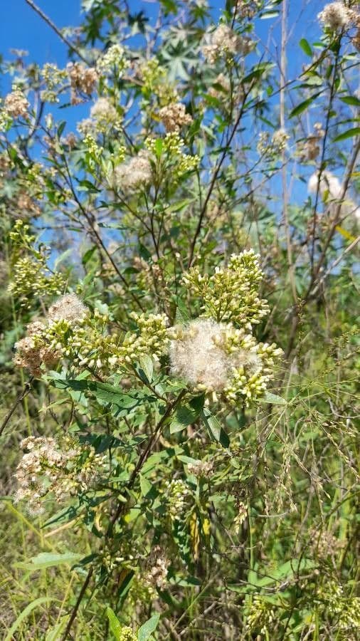 Emorys Baccharis 9