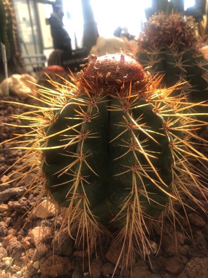 Melocactus 8