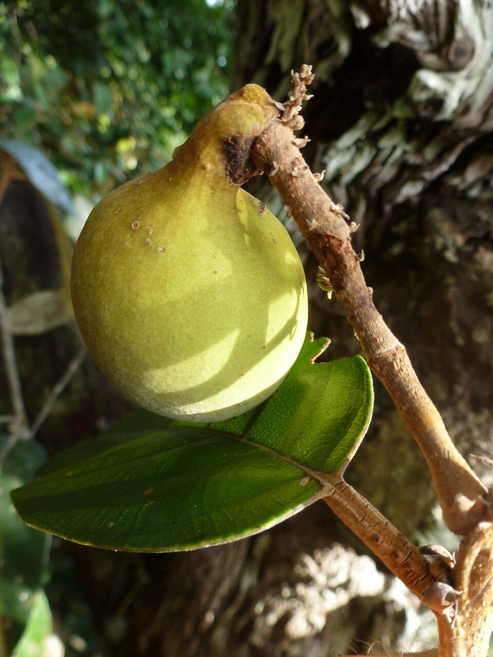 Licania