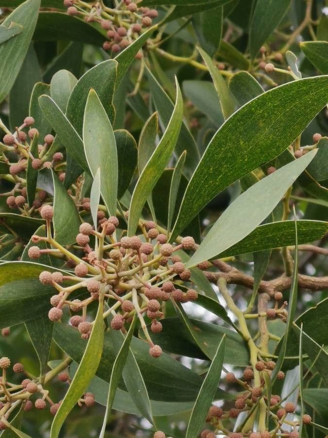 Acacia nera 4