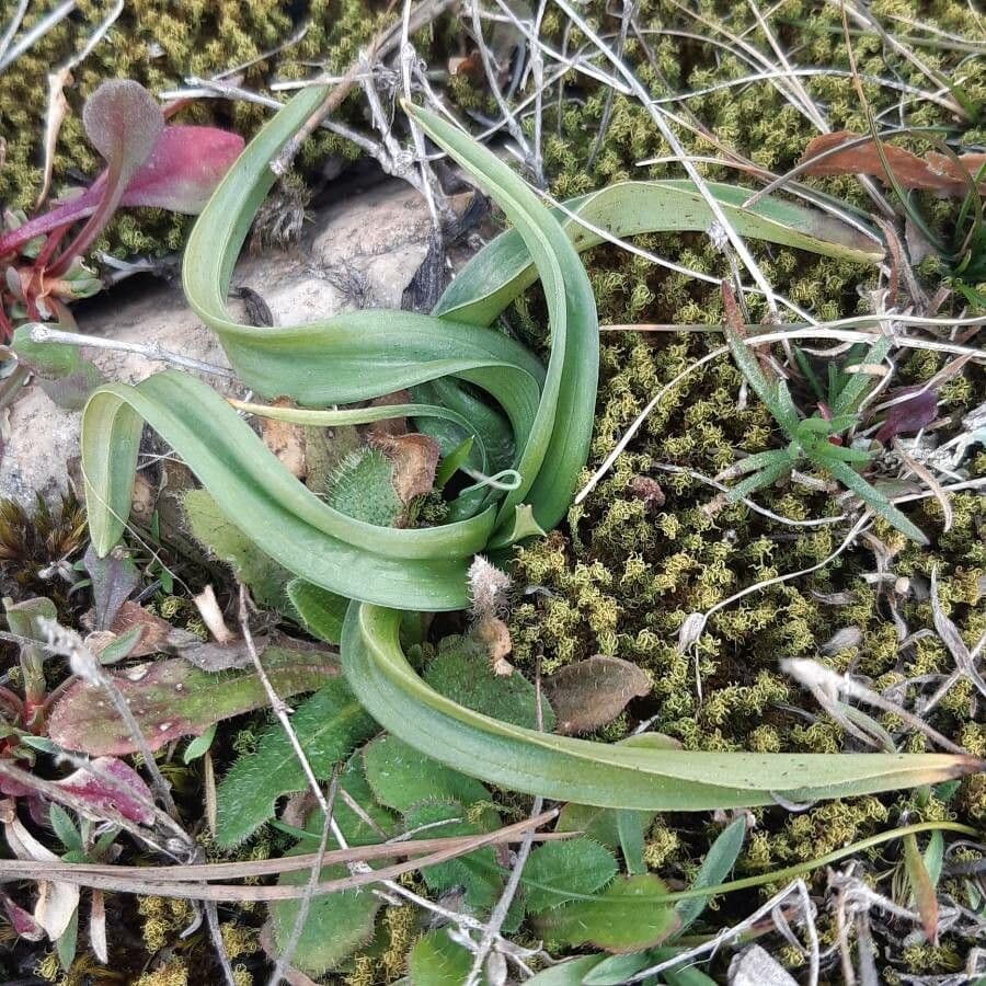 Serapias neglecta 17