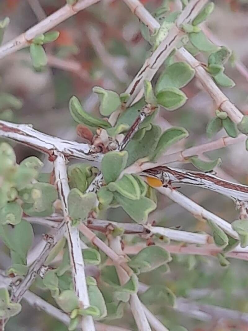 Pteropyrum 13