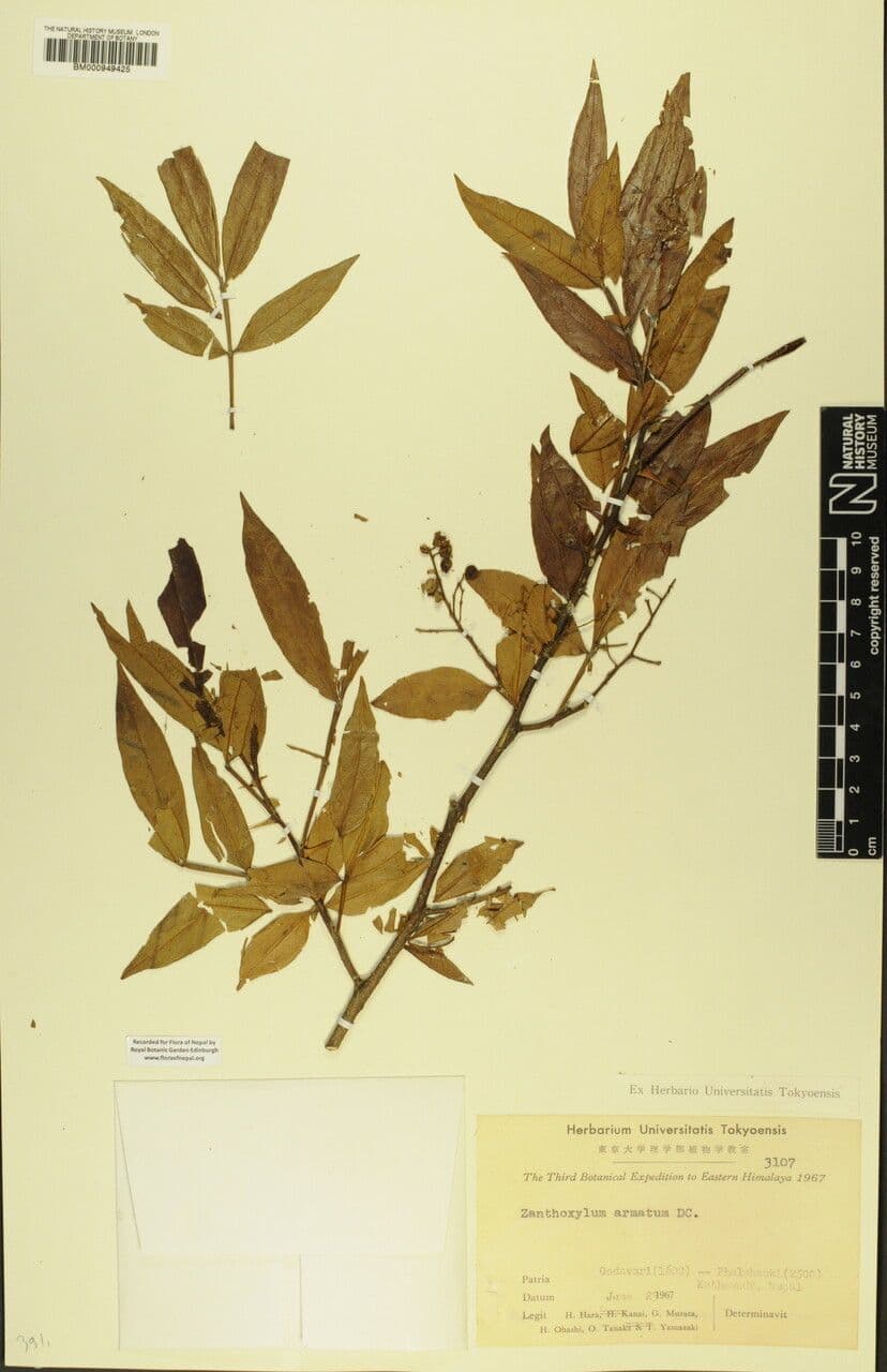Zanthoxylum 23