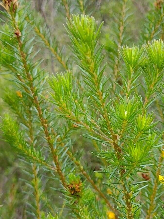 Phyllota phylicoides 8