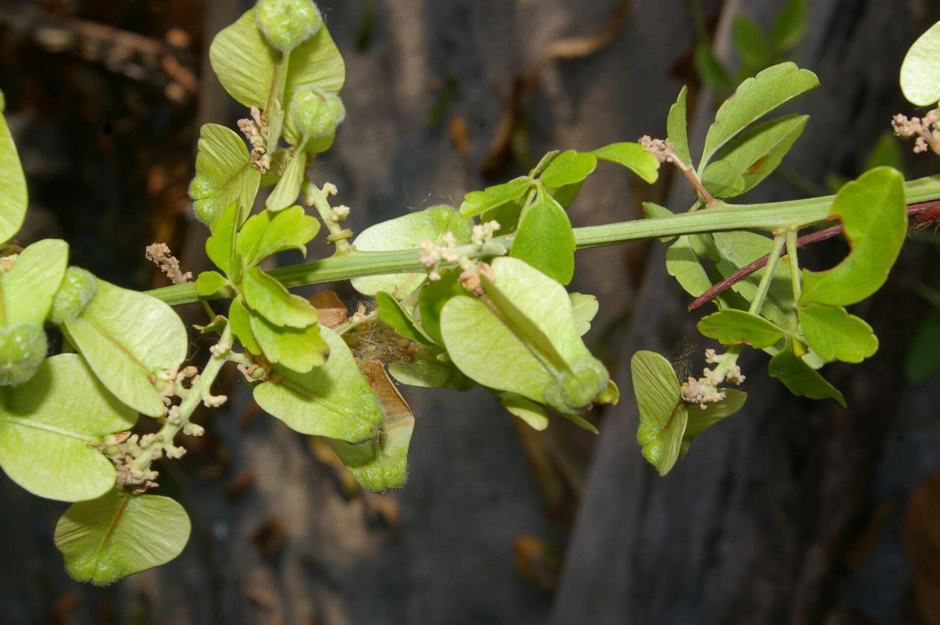 Serjania 4