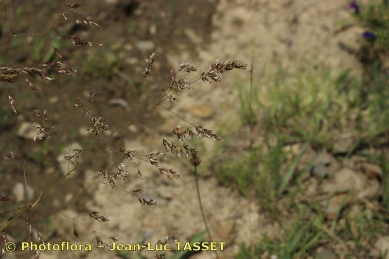 Deschampsia media 7