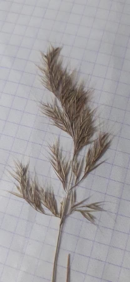 Festuca ligure 14