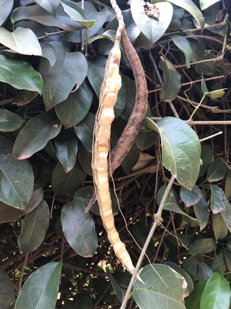 Adenocalymma