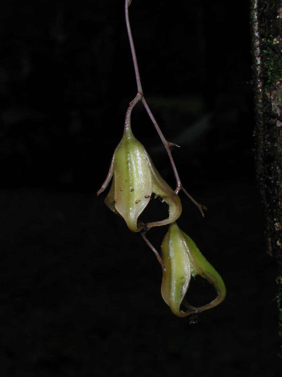 Leochilus