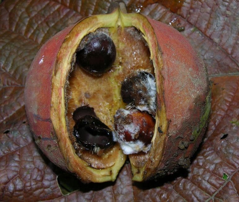 Sterculia