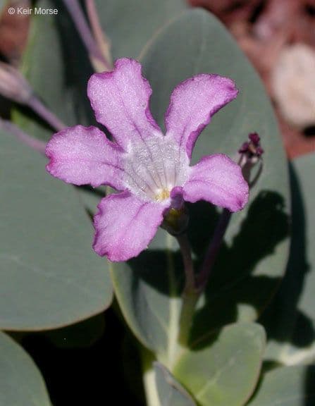 Cycladenia 2