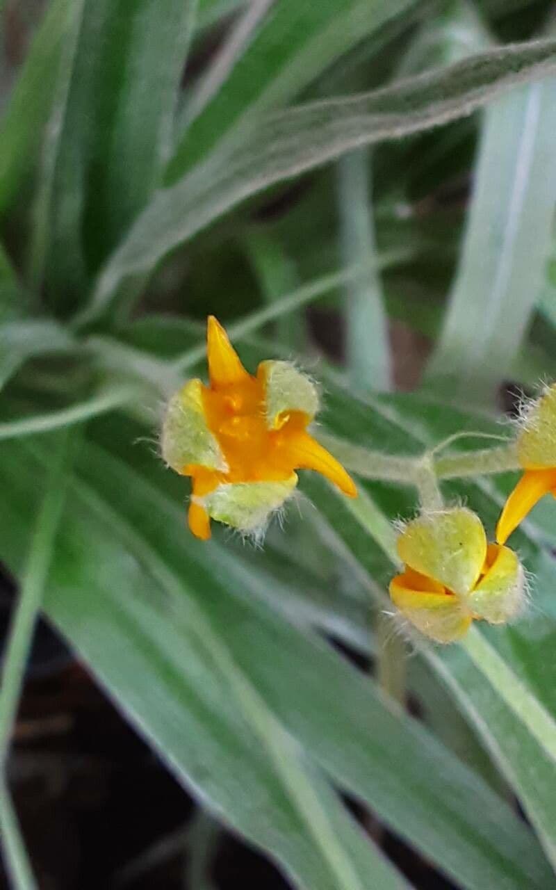 Hypoxis 3