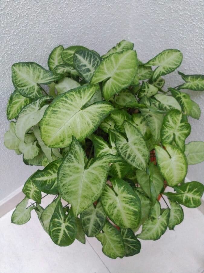 Syngonium 16