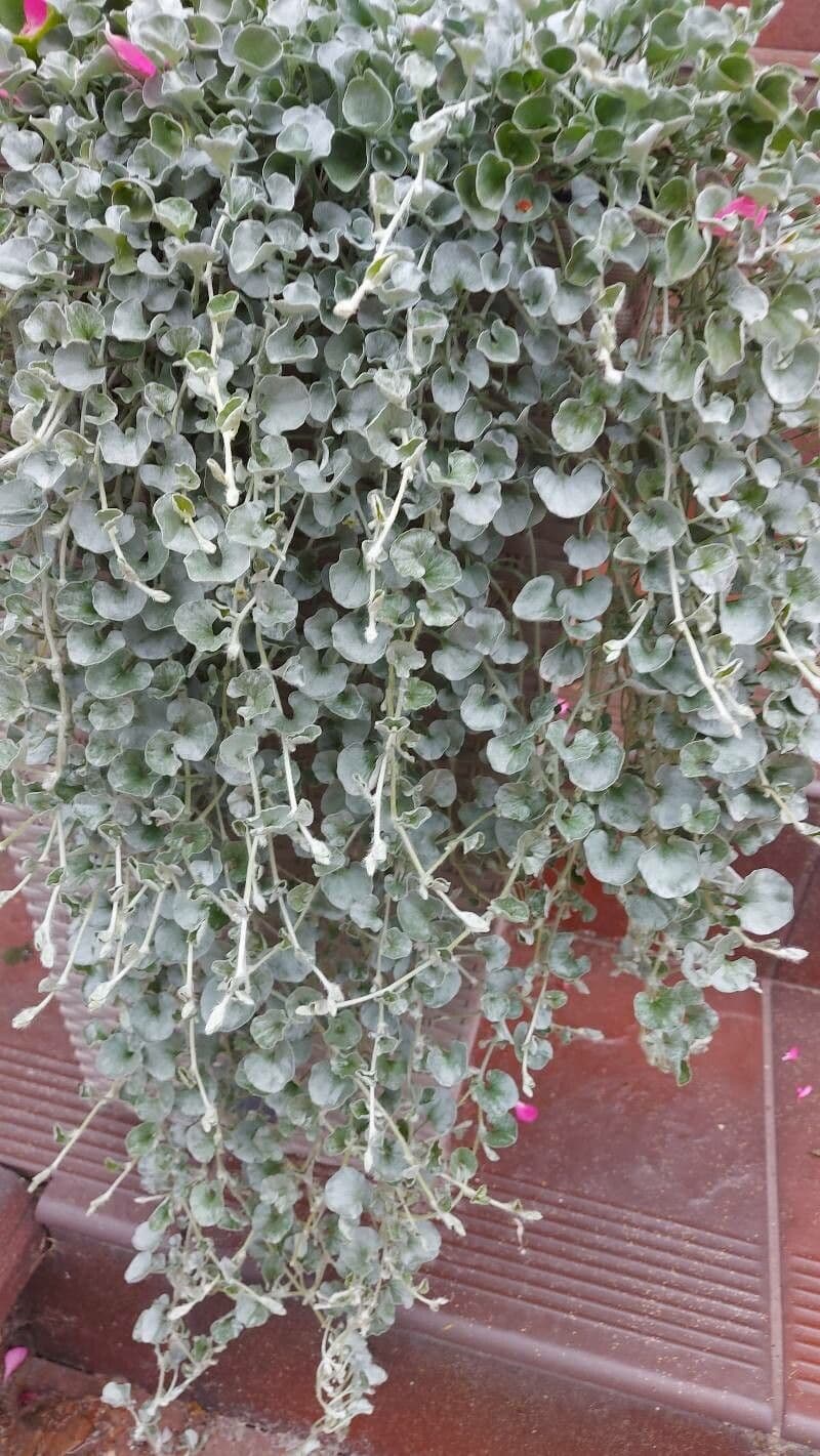 Dichondra argentea 10