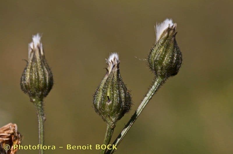 Radicchiella dolcigna 4