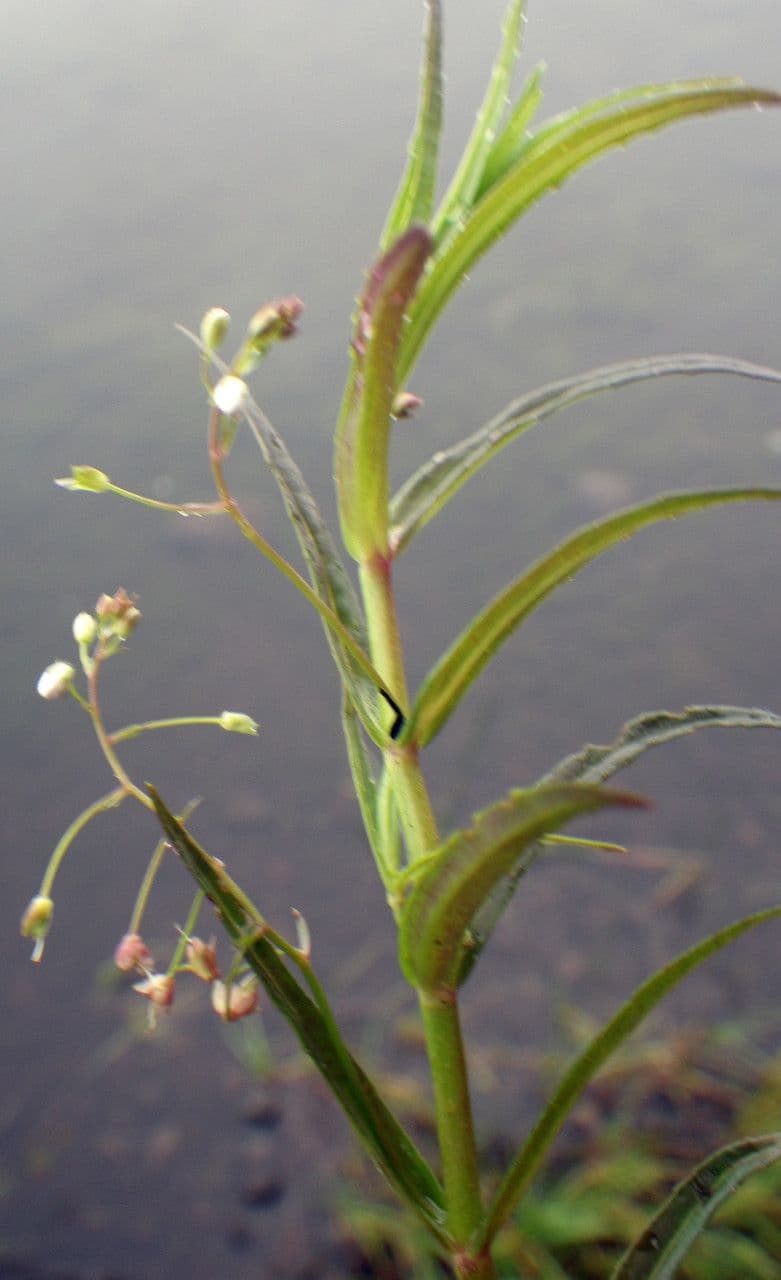 Veronica scudata 15