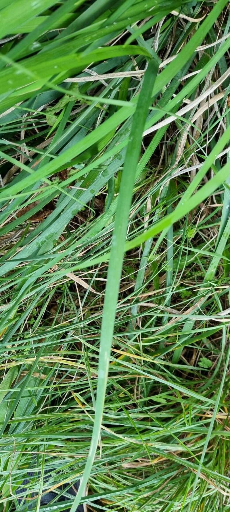 Iris 15
