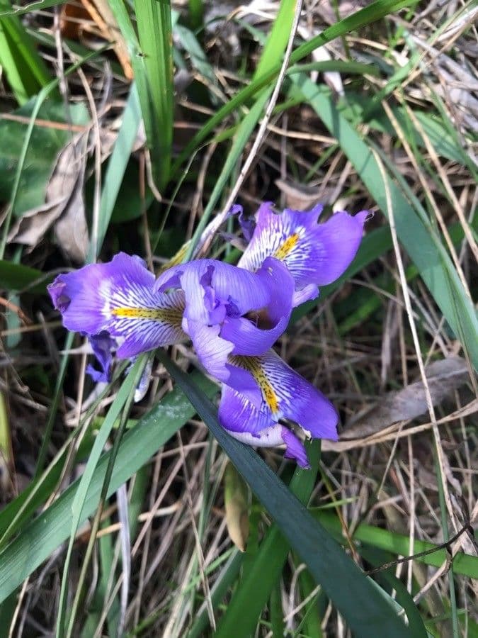Iris 18