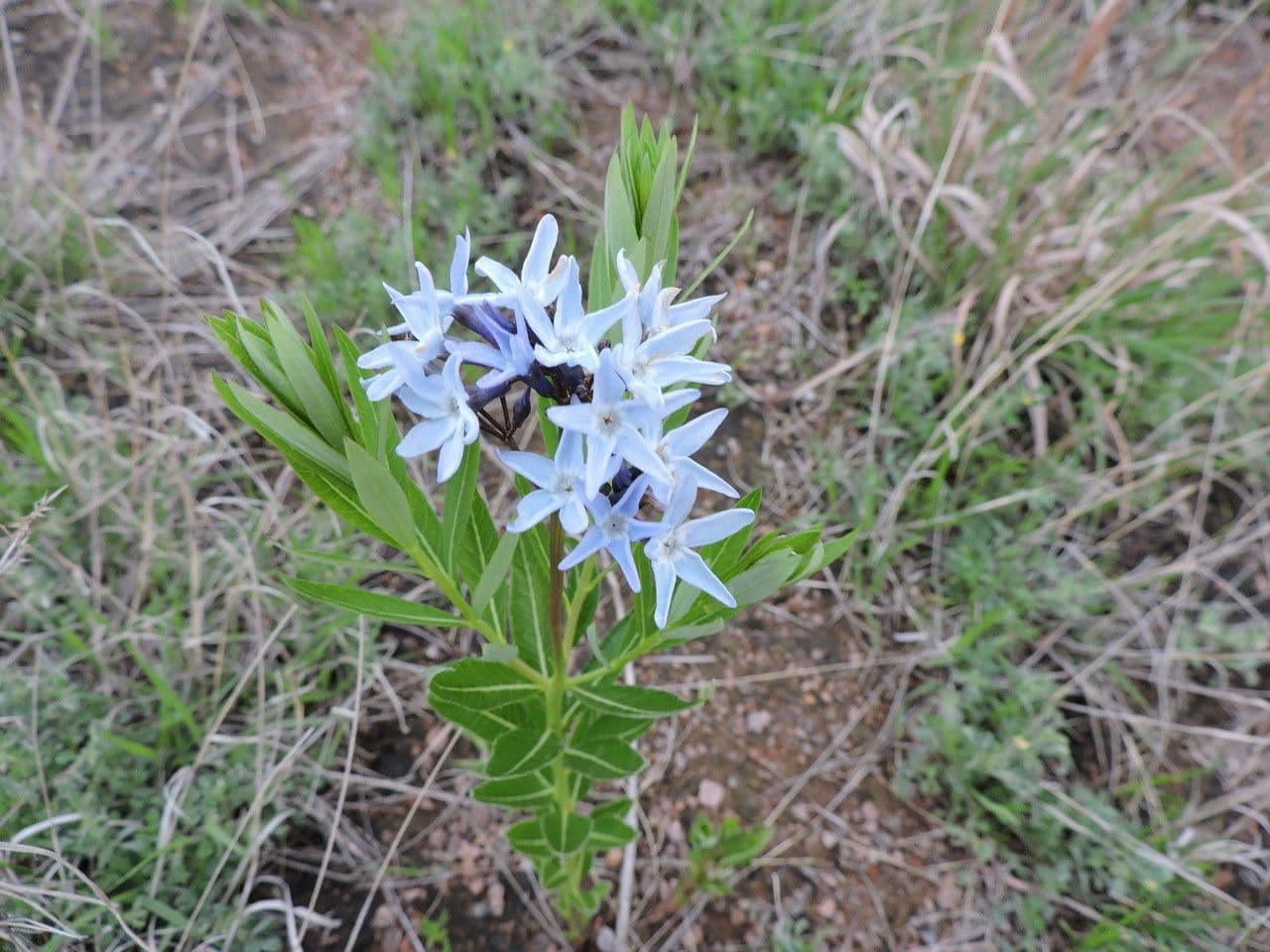 Amsonia cigliata 9