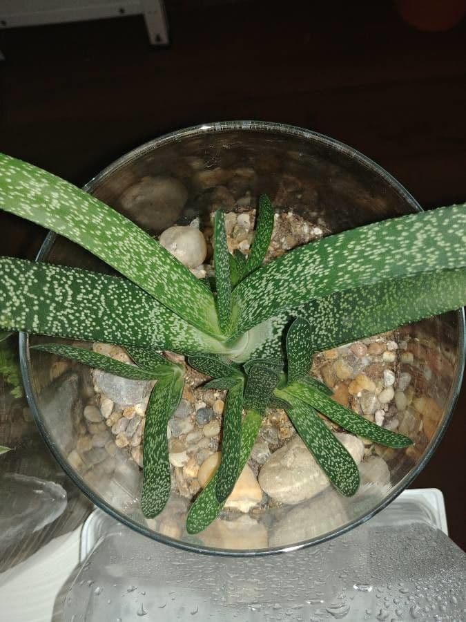 Gasteria 13