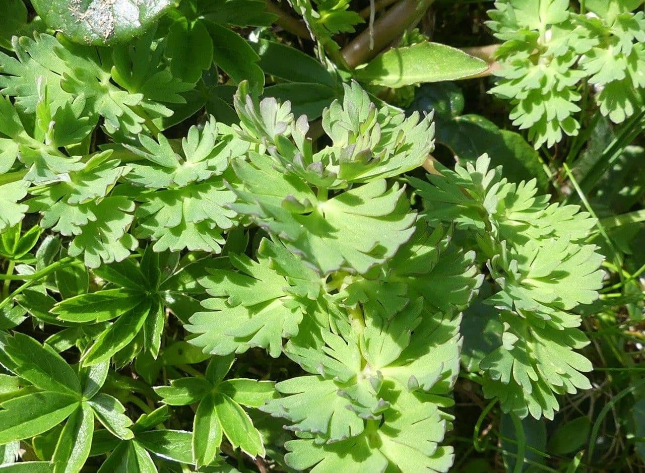 Callianthemum coriandrifolium 14