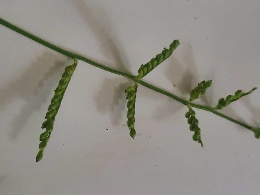 Moorochloa eruciformis
