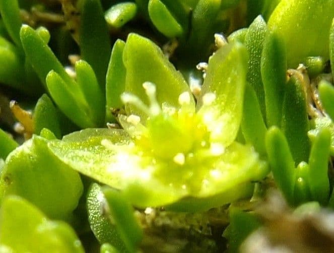 Minuartia sedoide 7