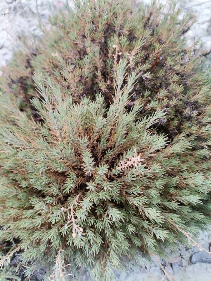 Polycnemum 5