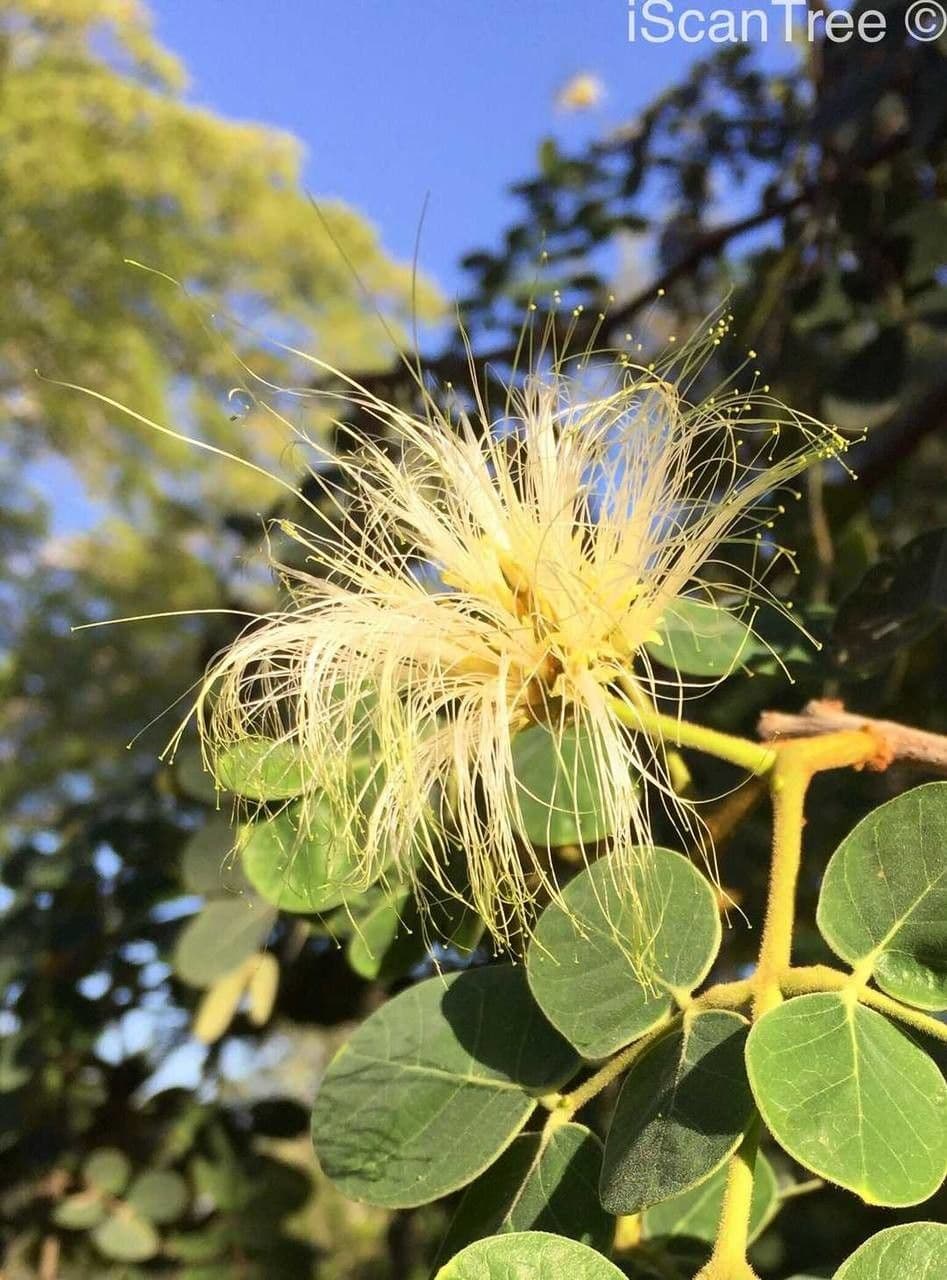 Albizia 4