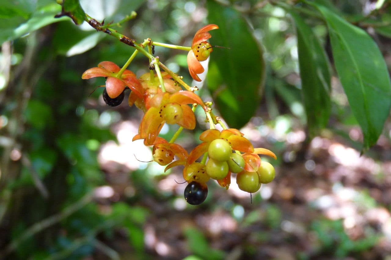 Ochna 4