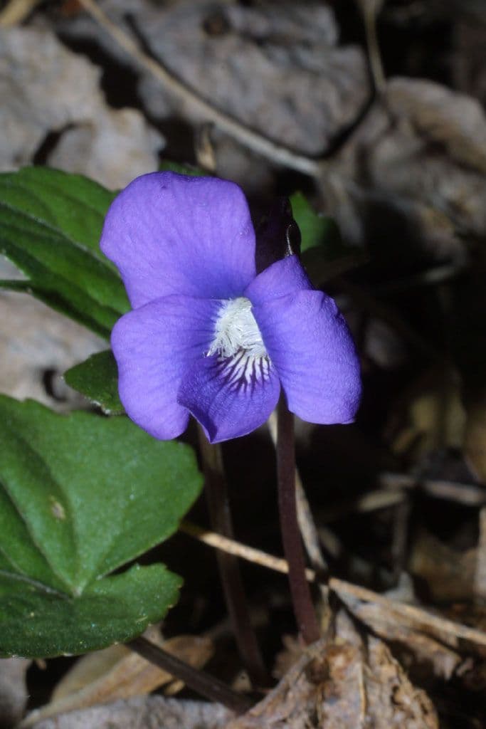 Viola precoce blu 2