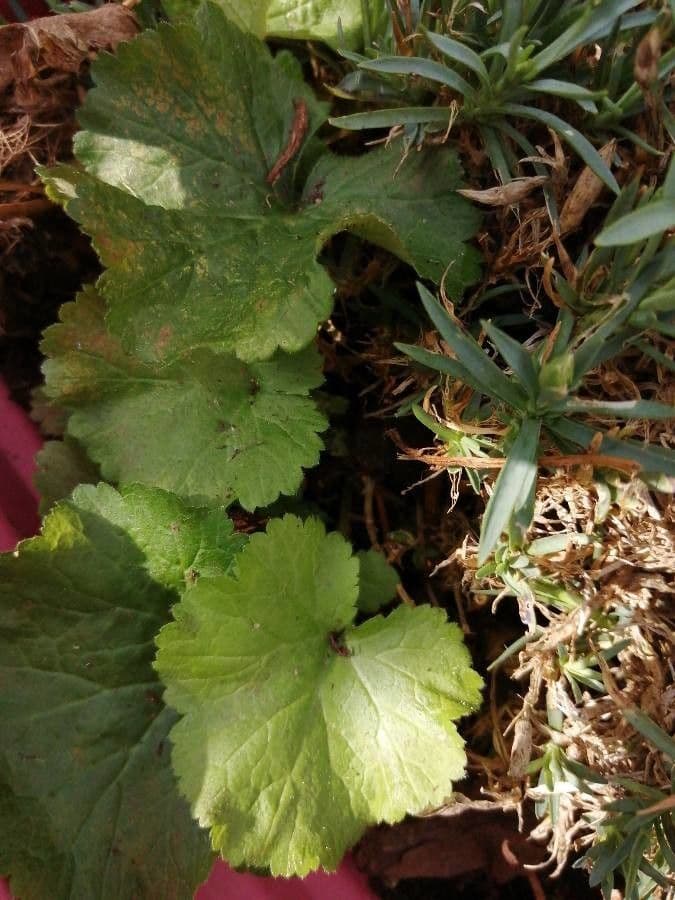 Tellima grandiflora 28