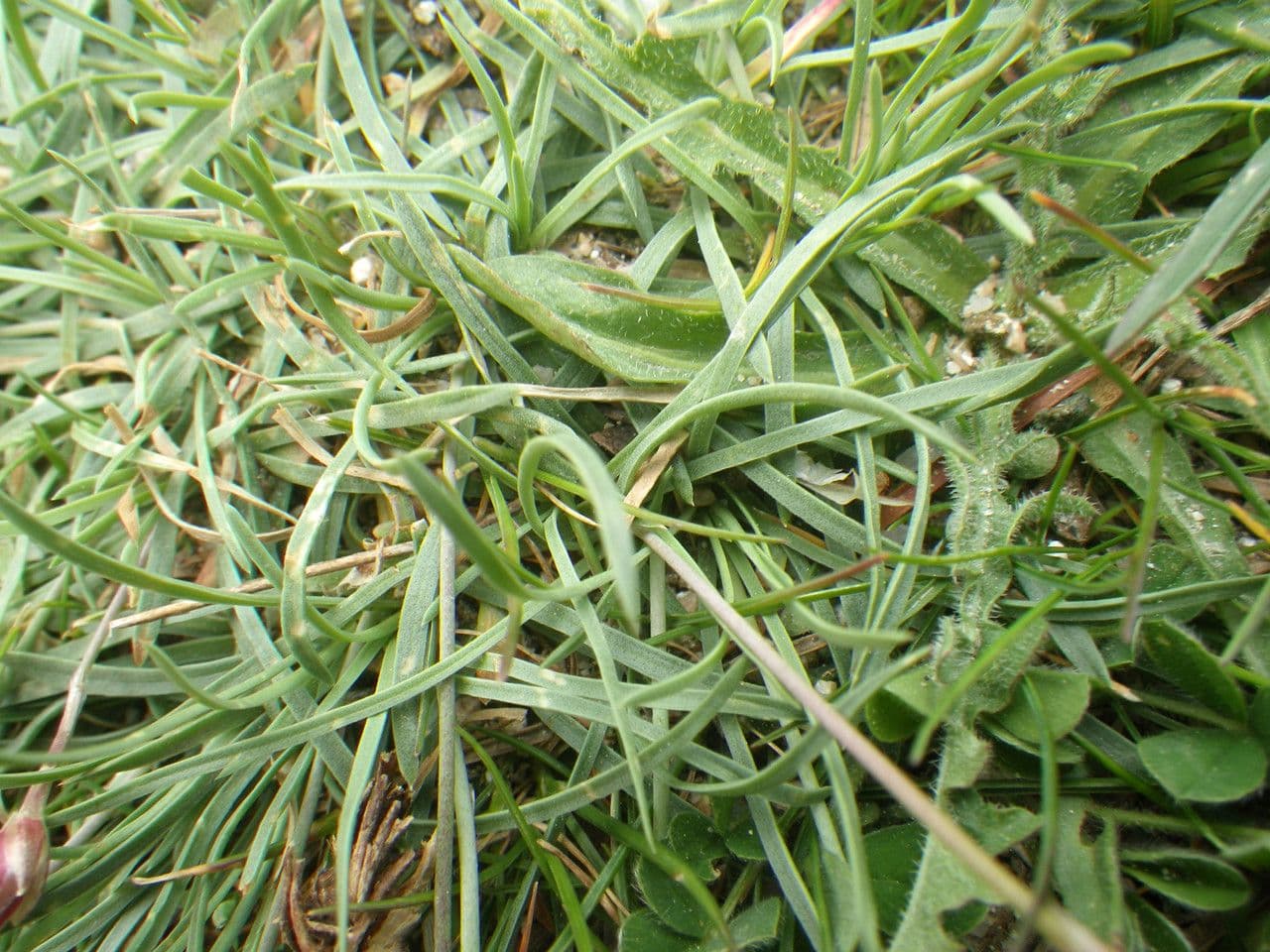Balia 12