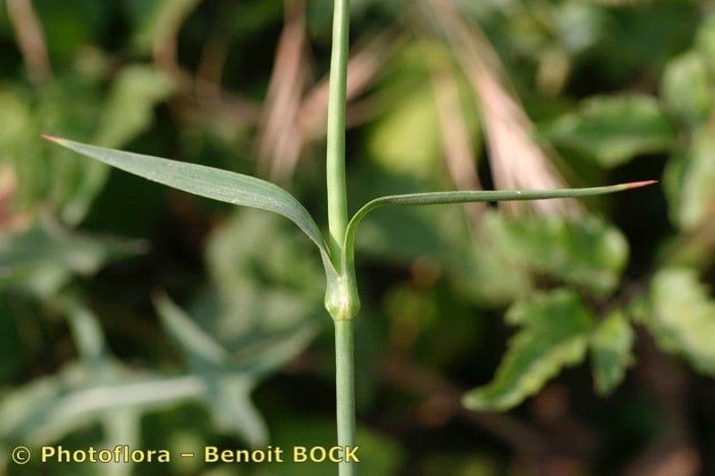 Garofano di Balbis 16