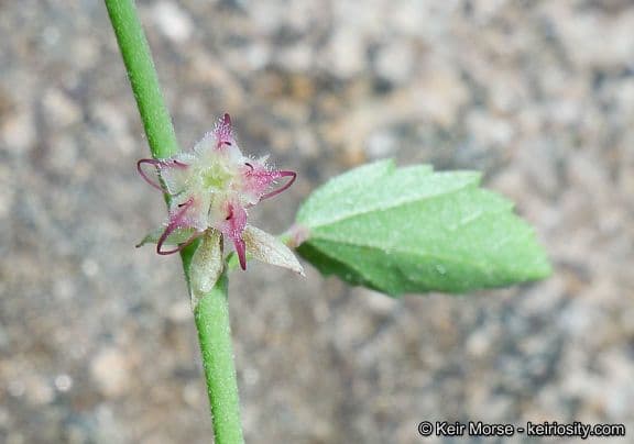 Ayenia compatta 6