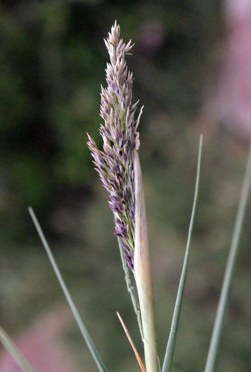 Sporobolus 3