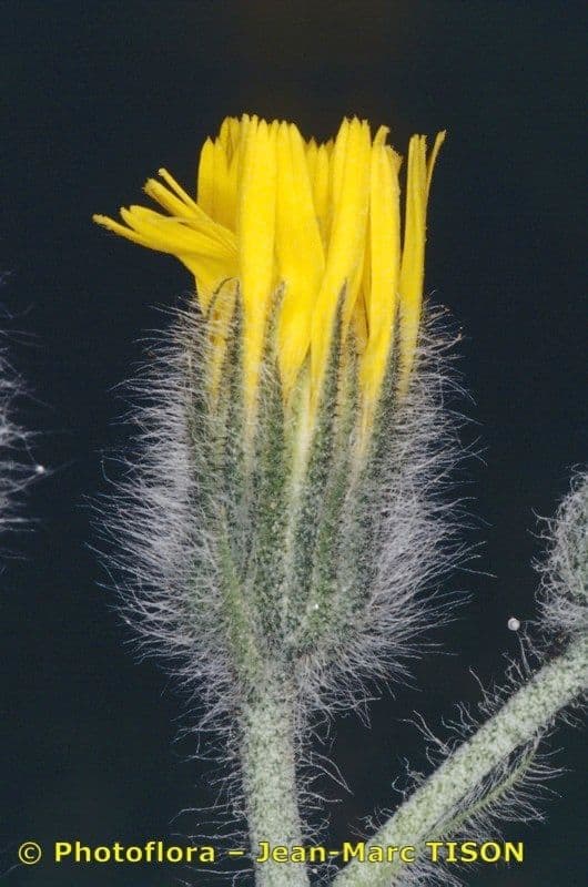 Hieracium 2